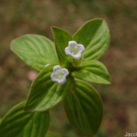 Spermacoce latifolia Aubl.